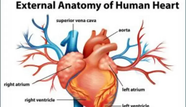 How Important Are Heart Valves? Blog Image
