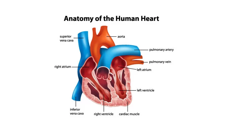 How the Heart Works Blog Image